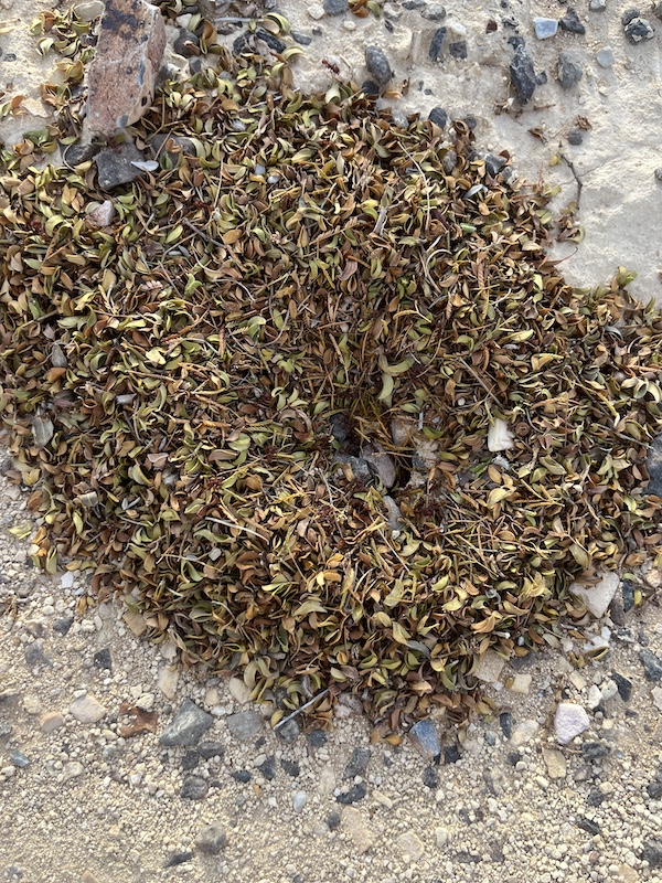 Desert Leafcutter Ant