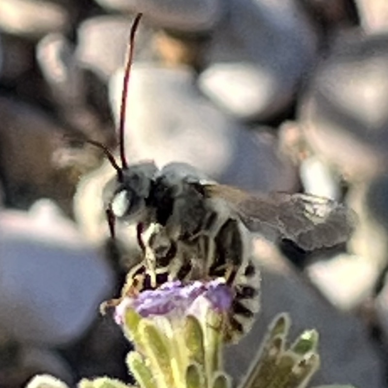 Longhorn Bees (Genus Milissodes)