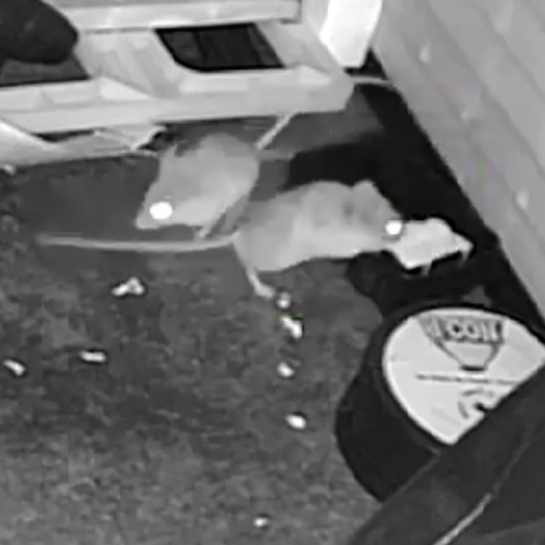 two mice near a mousetrap